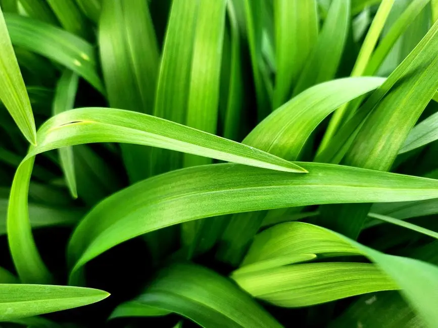 Greens & Outdoors at URBANRISE GALLERIA GARDENS, Shadnagar, Hyderabad