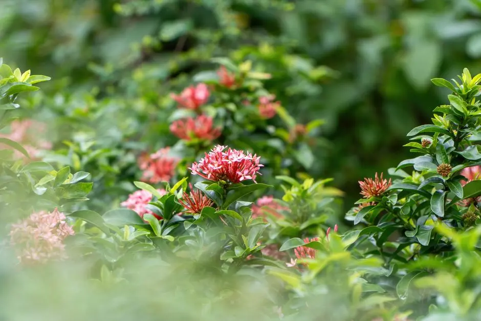 Greens & Outdoors at URBANRISE JASMINE SPRINGS, Kelambakkam, Chennai