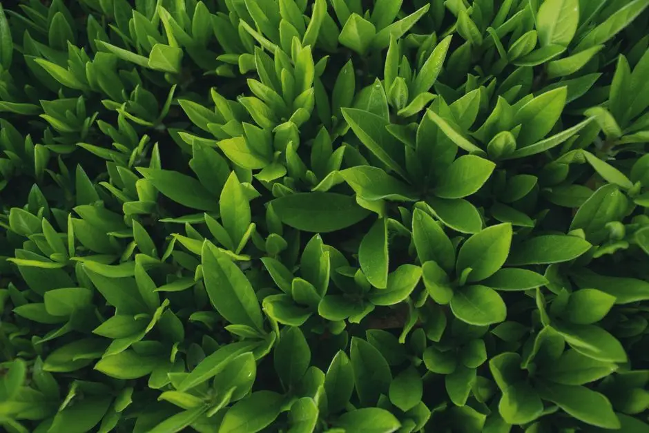 Greens & Outdoors at URBANRISE THE HAPPENING HEIGHTS, Bachupally, Hyderabad