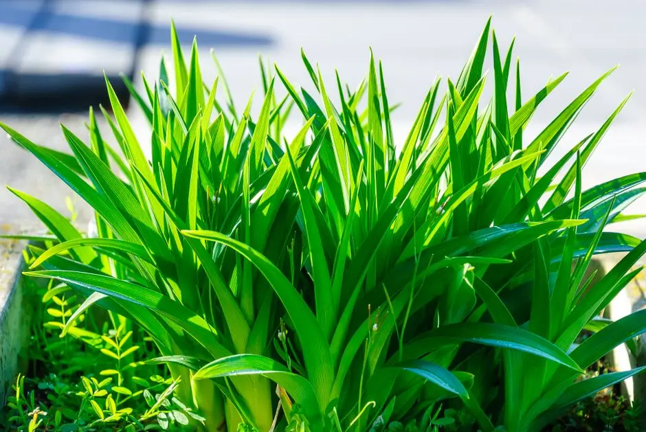 Greens & Outdoors at URBANRISE JUBILEE RESIDENCES, Guduvanchery, Chennai
